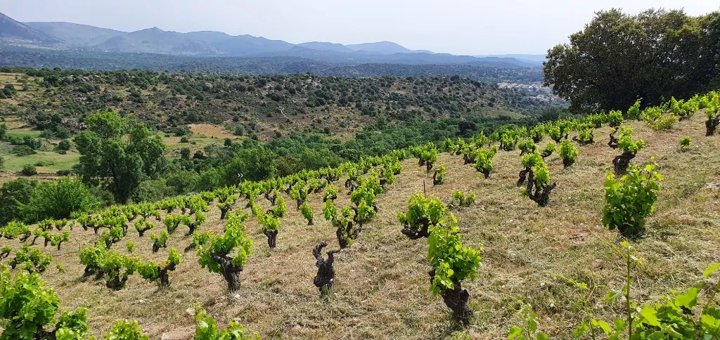 Viñedo en pendiente Sierra de Gredos